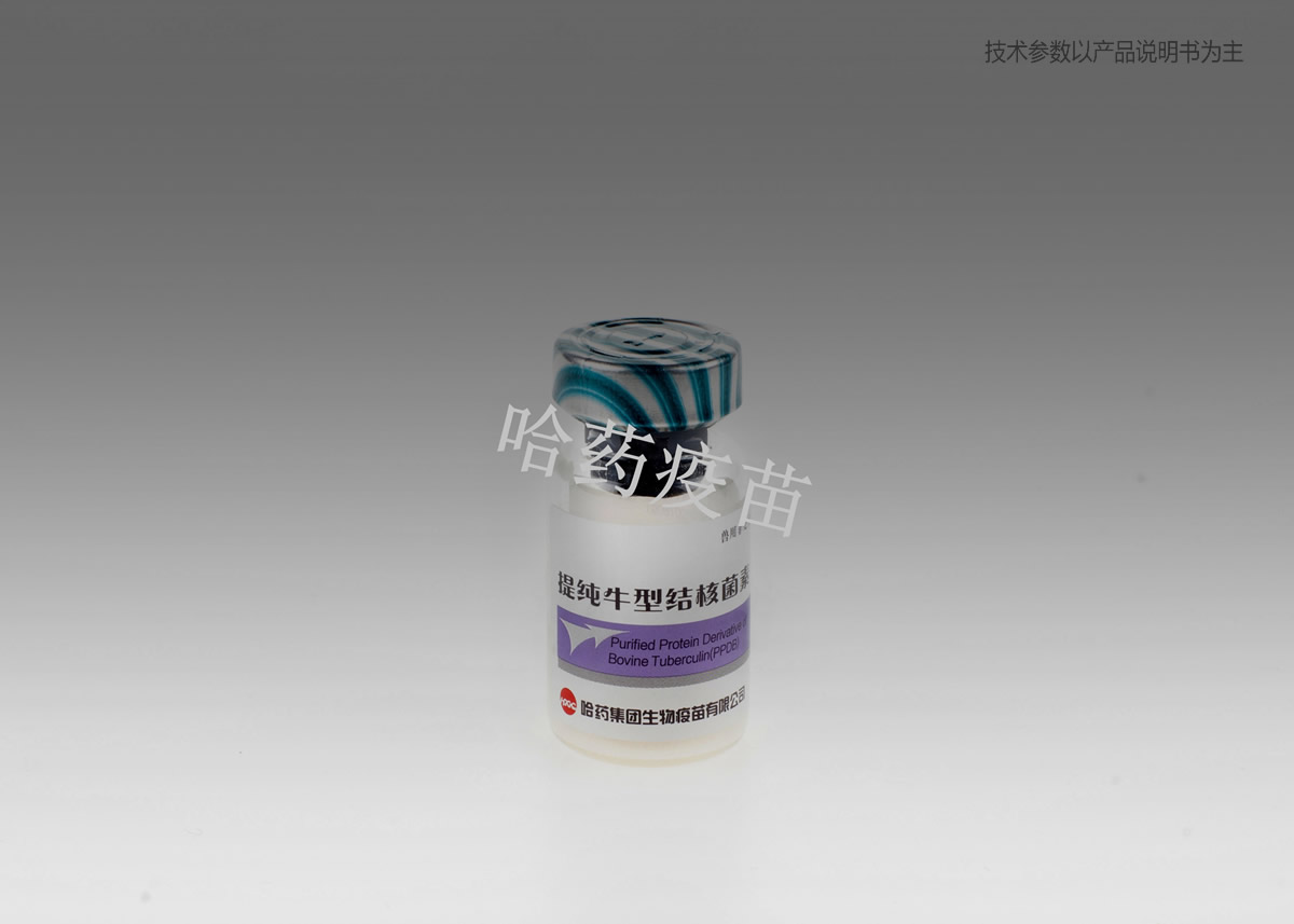 提纯牛型结核菌素